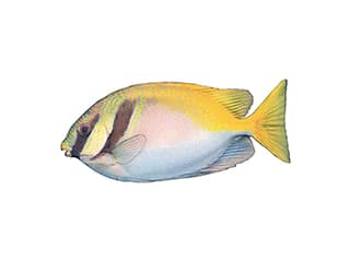 Illustration Barhead spinefoot
