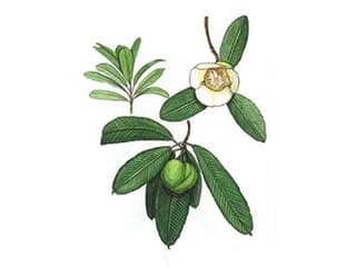 Illustration Elefantenapfel