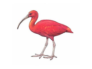 Illustration Roter Ibis