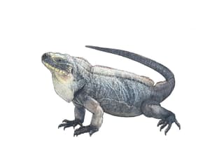 Exuma Insel Leguan