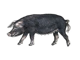 Illustration Schwarzes Alpenschwein