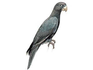 Illustration Grosser Vasapapagei