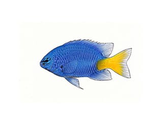 Illustration Gelbschwanzdemoiselle