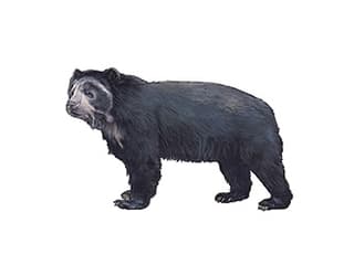 Illustration Brillenbär