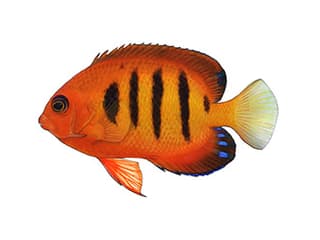 Illustration Flammen-Zwergkaiserfisch