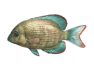 Illustration Cichlidé Menarambo