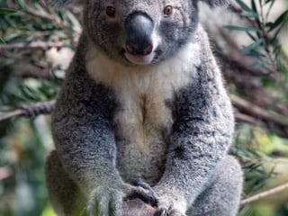 Badetuch Koala 100 x 180 cm