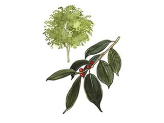 Illustration Birkenfeige
