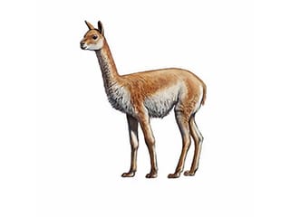 Illustration Vikunja