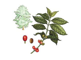 Illustration Kaffee