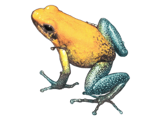 Illustration Black-legged poison dart frog