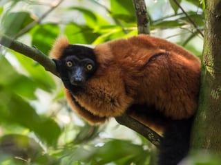 Roter Vari im Masoala Regenwald im Zoo Zürich.