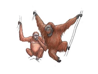 Illustration Sumatra-Orang-Utan