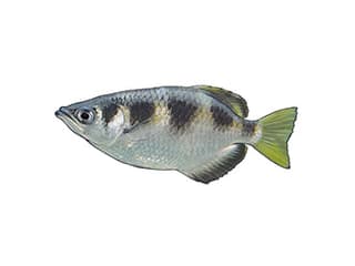 Illustration Schützenfisch