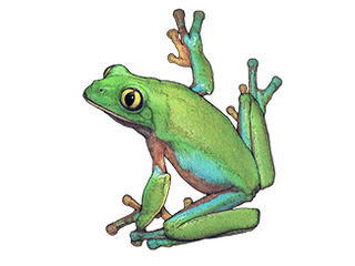 Illustration Goldaugenlaubfrosch