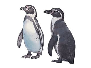 Illustration Humboldtpinguin