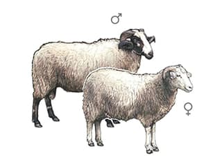 Illustration Bündner Oberländer Schaf