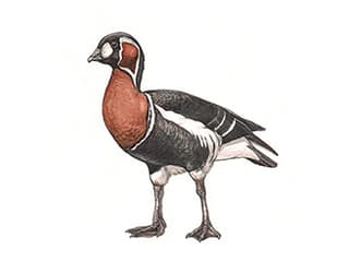 Illustration Rothalsgans