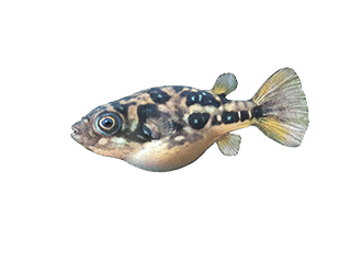 Illustration Indischer Zwergkugelfisch