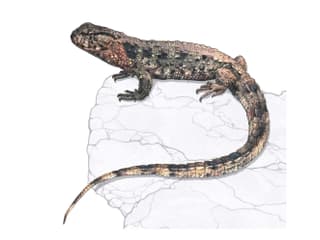 Krokodilschwanzechse