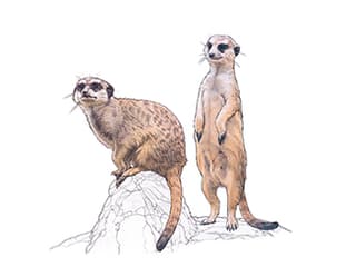 Erdmännchen
