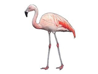 Chileflamingo