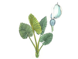Illustration Elefantenohr