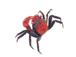 Illustration Rote Vampirkrabbe