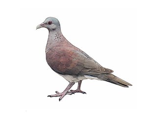 Illustration Madagaskar-Turteltaube