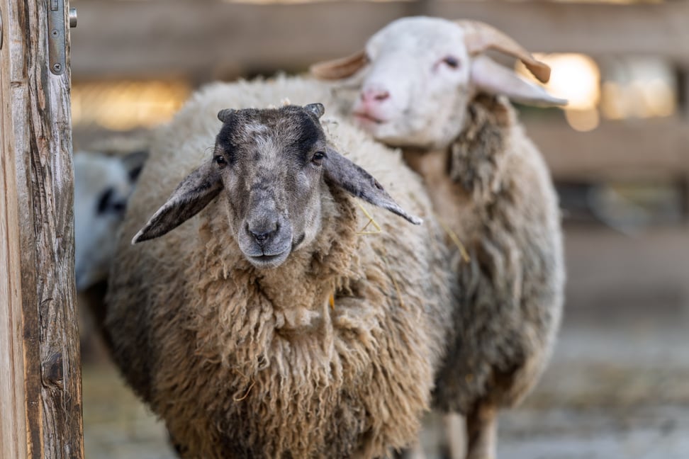Bündern Oberländer Schaf im Zoolino des Zoo Zürich.