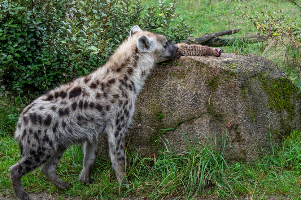 Tüpfelhyäne schnuppert an Erdmännchen im Zoo Zürich.