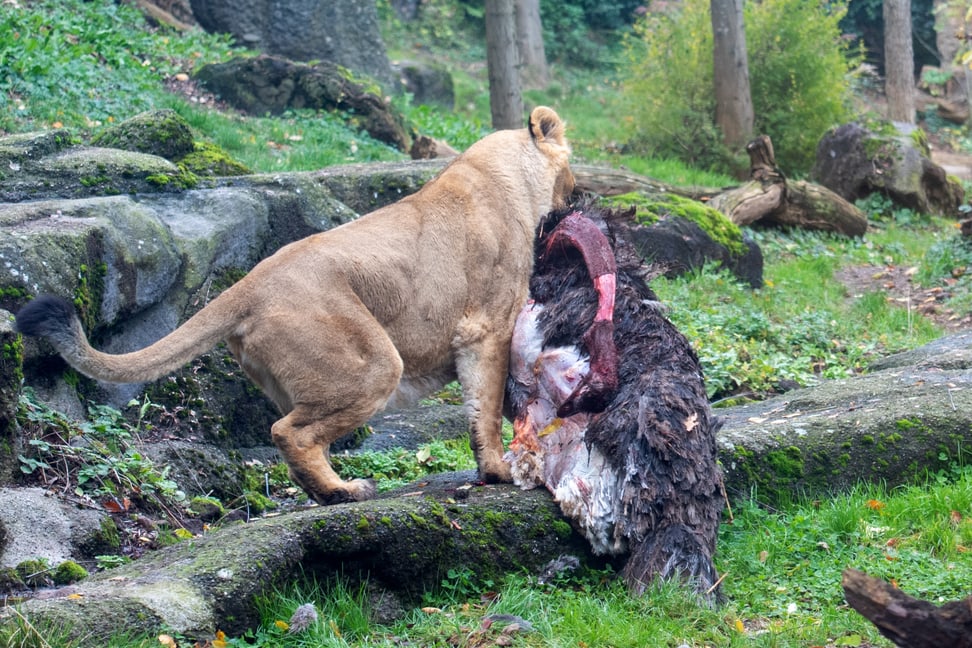 Asiatischer Löwe mit Futter im Zoo Zürich.