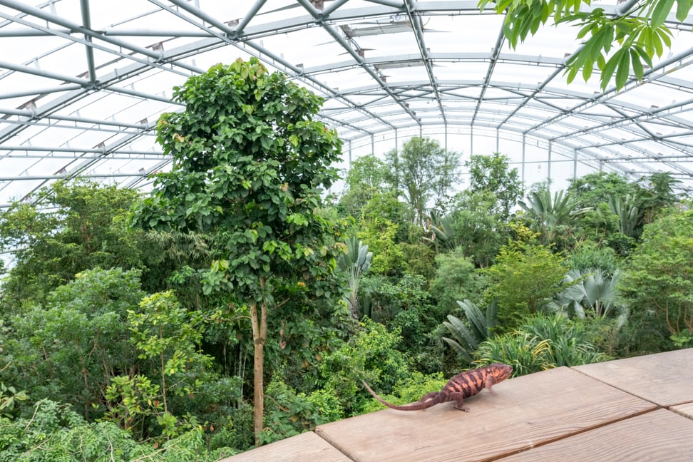 Baumkronen-Weg im Masoala Regenwald im Juni 2018.