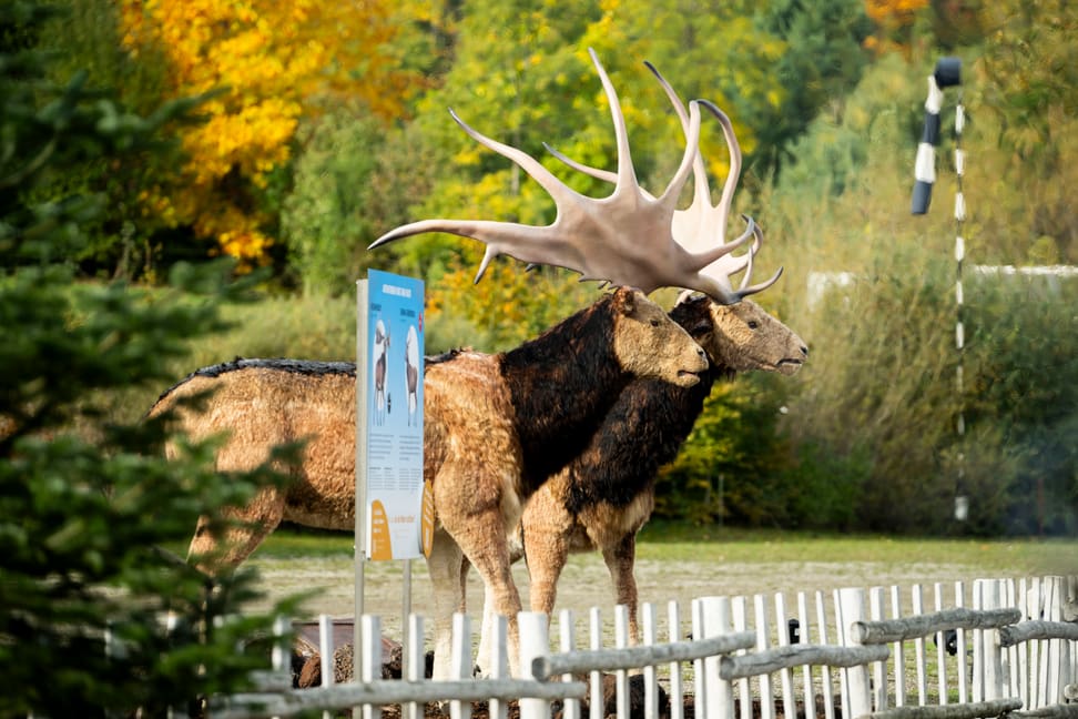 Riesenhirsche in der Eiszeitausstellung «Kaltgestellt» im Zoo Zürich.
