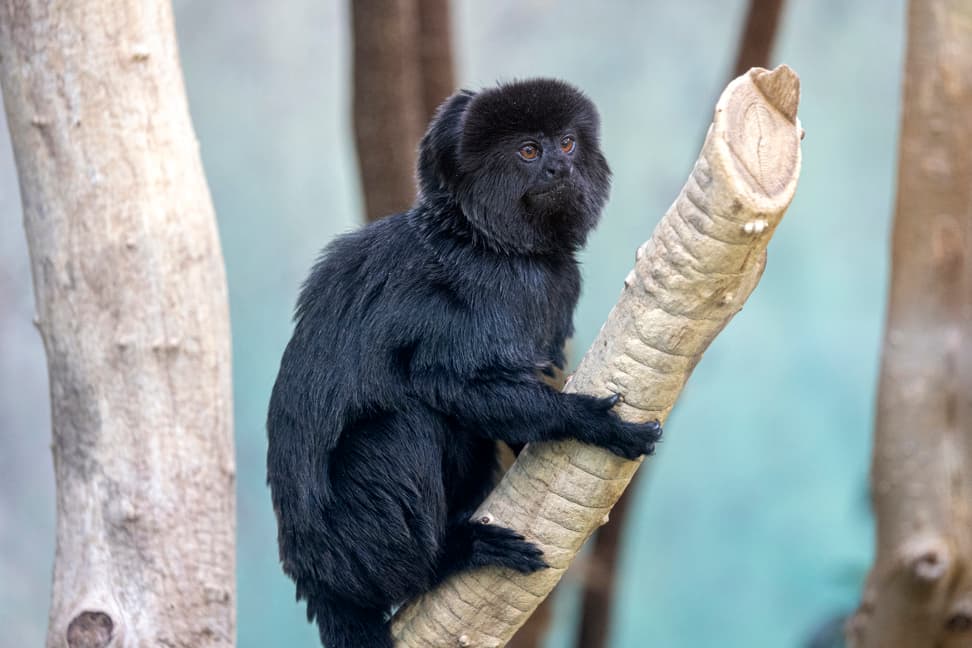 Springtamarin im Zoo Zürich.