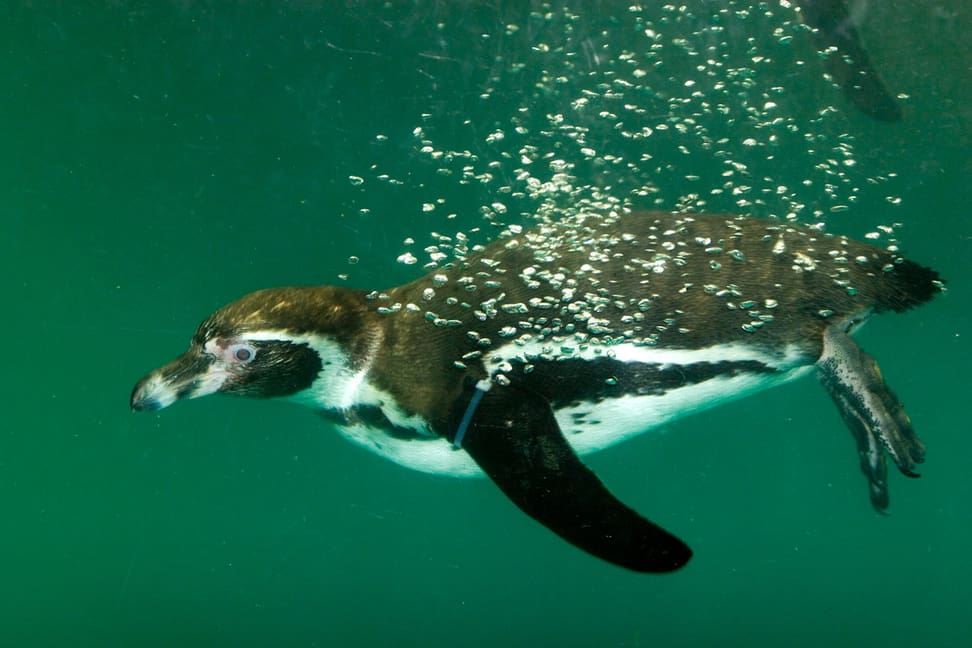 Humboldtpinguin im Zoo Zürich.