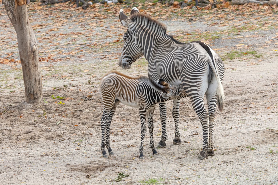 Grevyzebras mit Fohlen in der Lewa Savanne des Zoo Zürich im Oktober 2025.