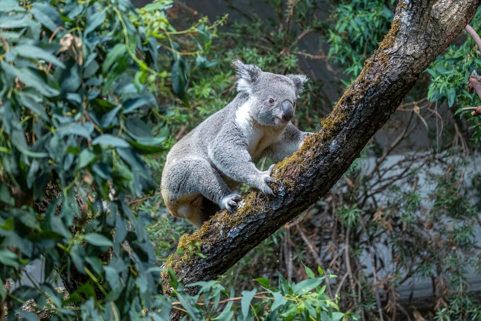 Koalamännchen Tarni in seinem neuen Zuhause Zoo Zürich.