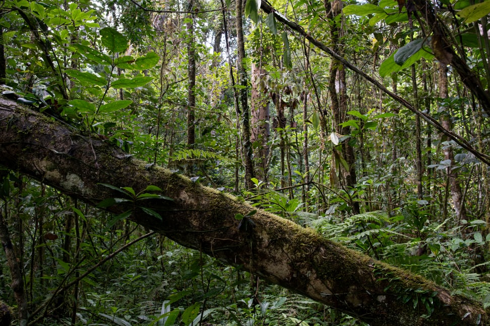 Ein Stück unberührte Natur im Makira Naturpark