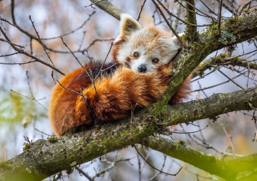 Kleiner Panda Siddhi im Zoo Zürich.