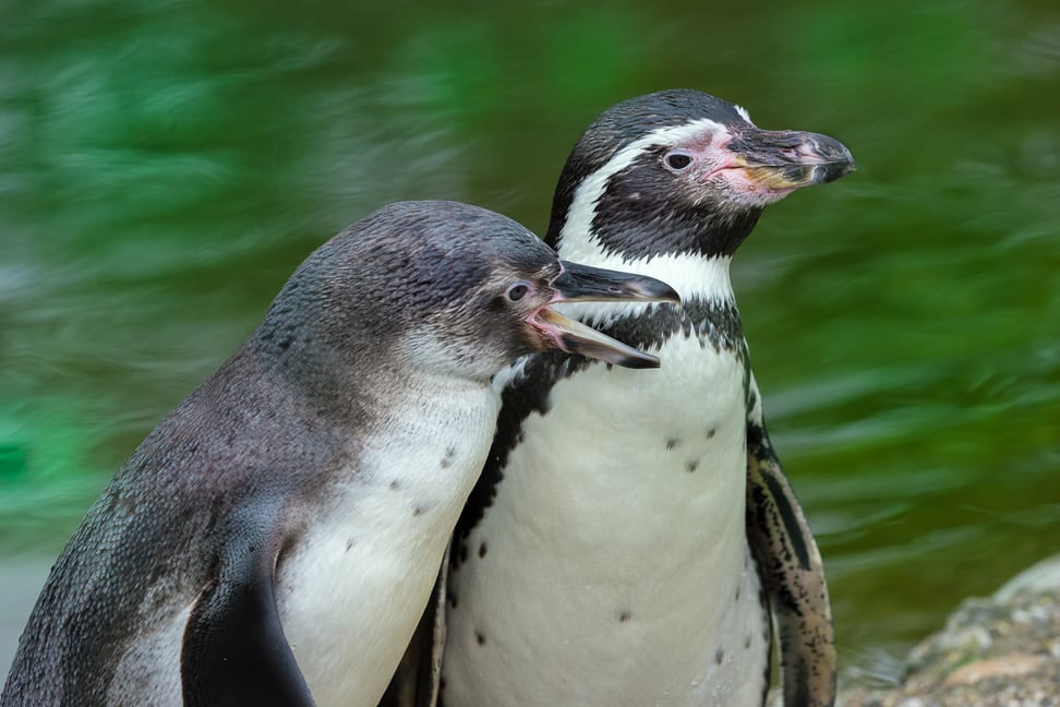 Humboldt-Pinguine im Zoo Zürich