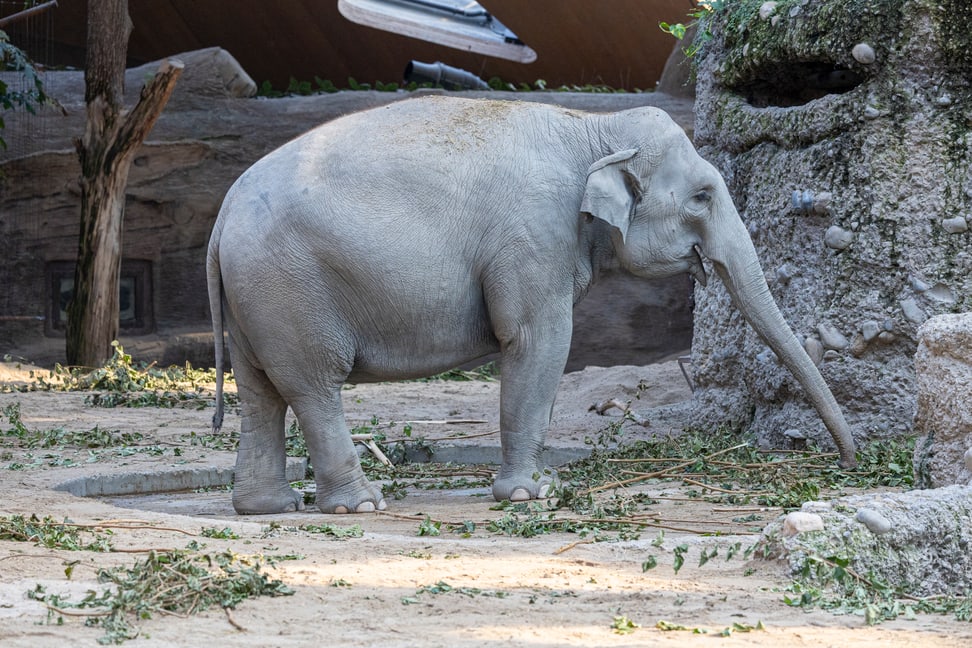 Elefantenkuh Farha auf der Innenanlagen im Zoo Zürich.