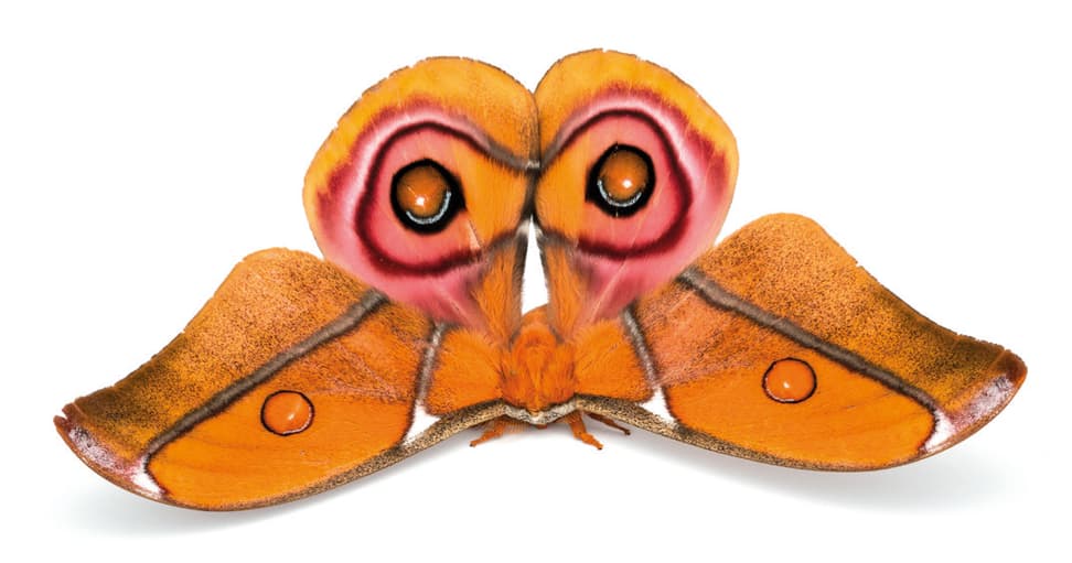 Nachtfalter Antherina suraka (Boisduval, 1833) aus dem Buch «Magic Eyes of Madagascar» von Armin Dett.