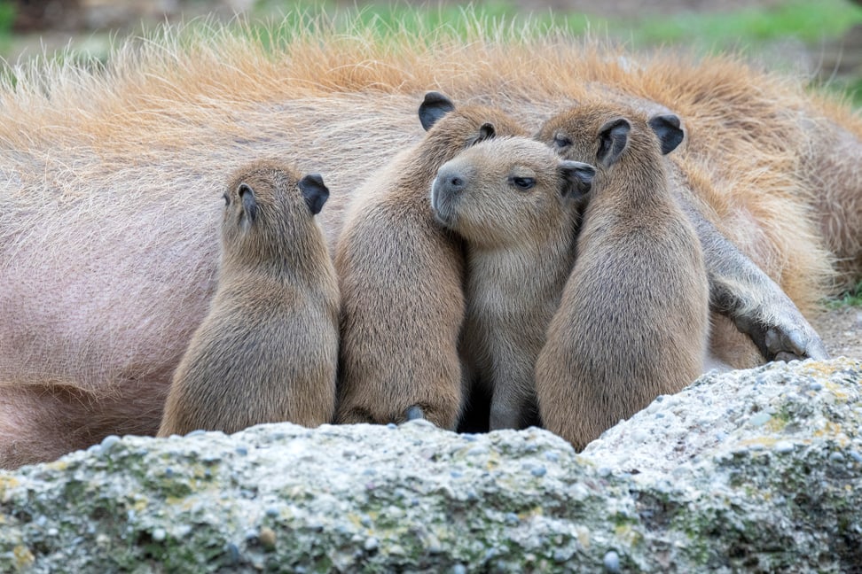 Capybaras im Pantanal des Zoo Zürich.