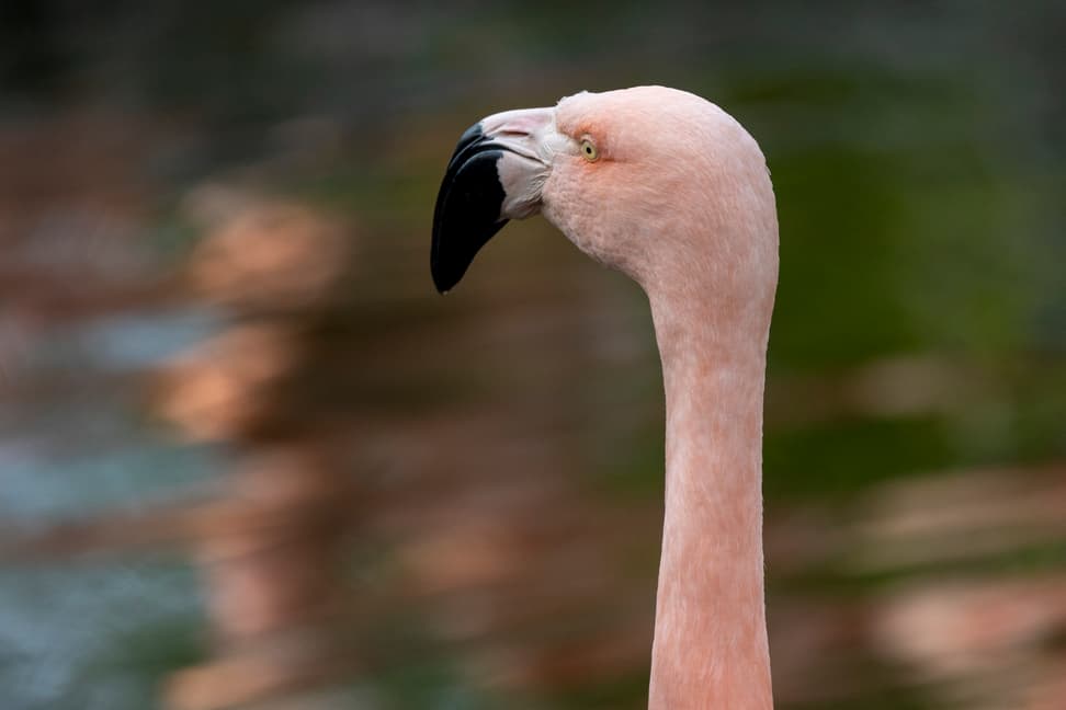 Nahaufnahme eines Chileflamingos im Zoo Zürich.