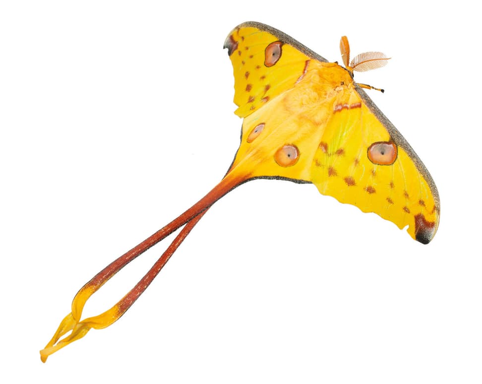 Nachtfalter Argema mittrei (Guérin-Méneville, 1847) aus dem Buch «Magic Eyes of Madagascar» von Armin Dett.