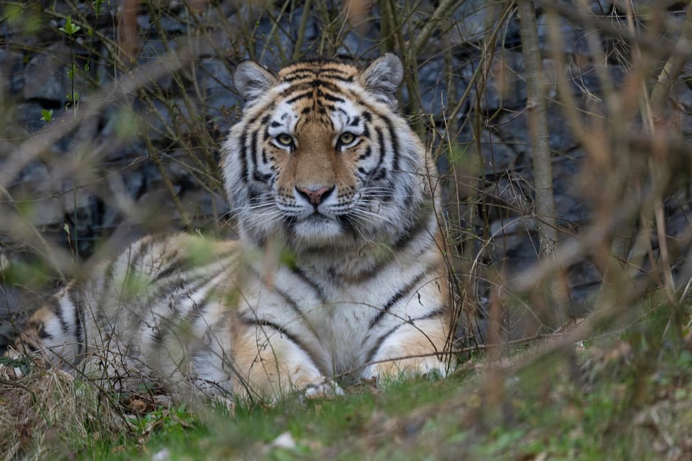 Amurtiger-Weibchen Zeya in Panthera im Zoo Zürich, März 2025.