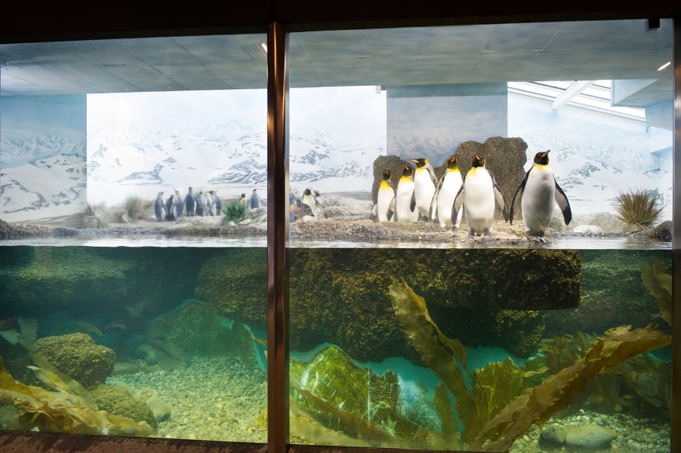 Königspinguine in der Innenanlage im Aquarium des Zoo Zürich.