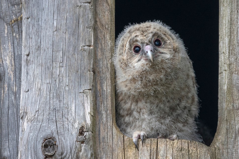 Junger Habichtskauz im Zoo Zürich.