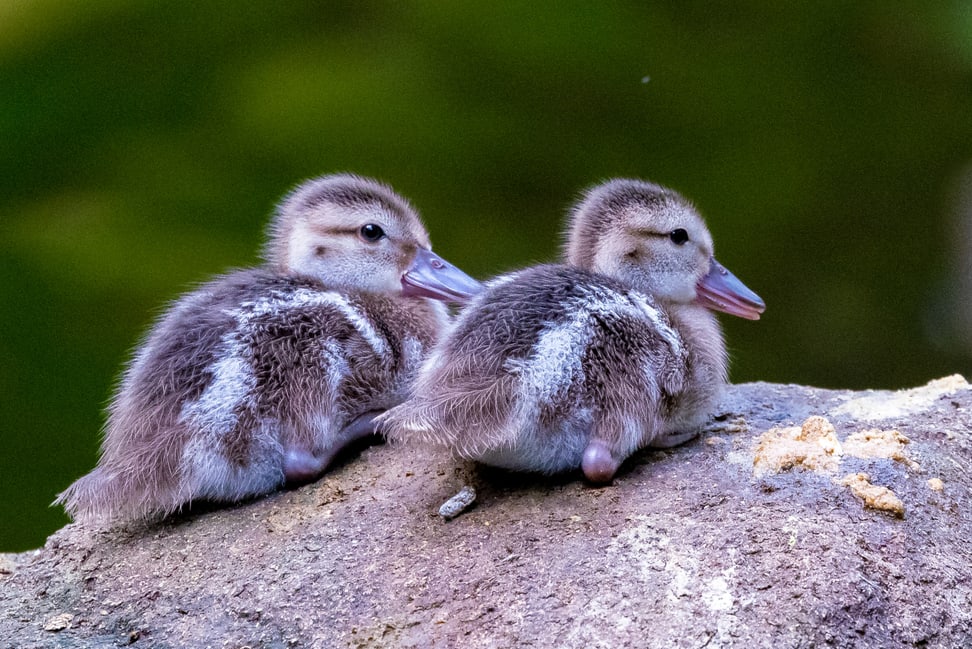 Zwei Bernierentenküken im Masoala Regenwald des Zoo Zürich.